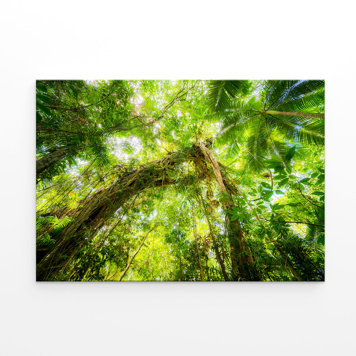 Lush tropical canopies framing vibrant wilderness landscapes near Cairns, Australia Wall Art Decor 100% Australian Made