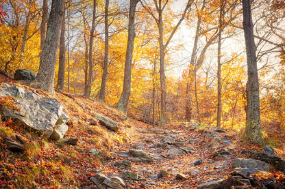 Hiking Trail In Autumn Forest Glass Framed Wall Art, Ready to Hang Quality Print