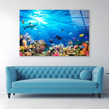 Underwater Scene with Coral Reef and Exotic Fishes Acrylic Glass Print Tempered Glass Wall Art 100% Made in Australia Ready to Hang