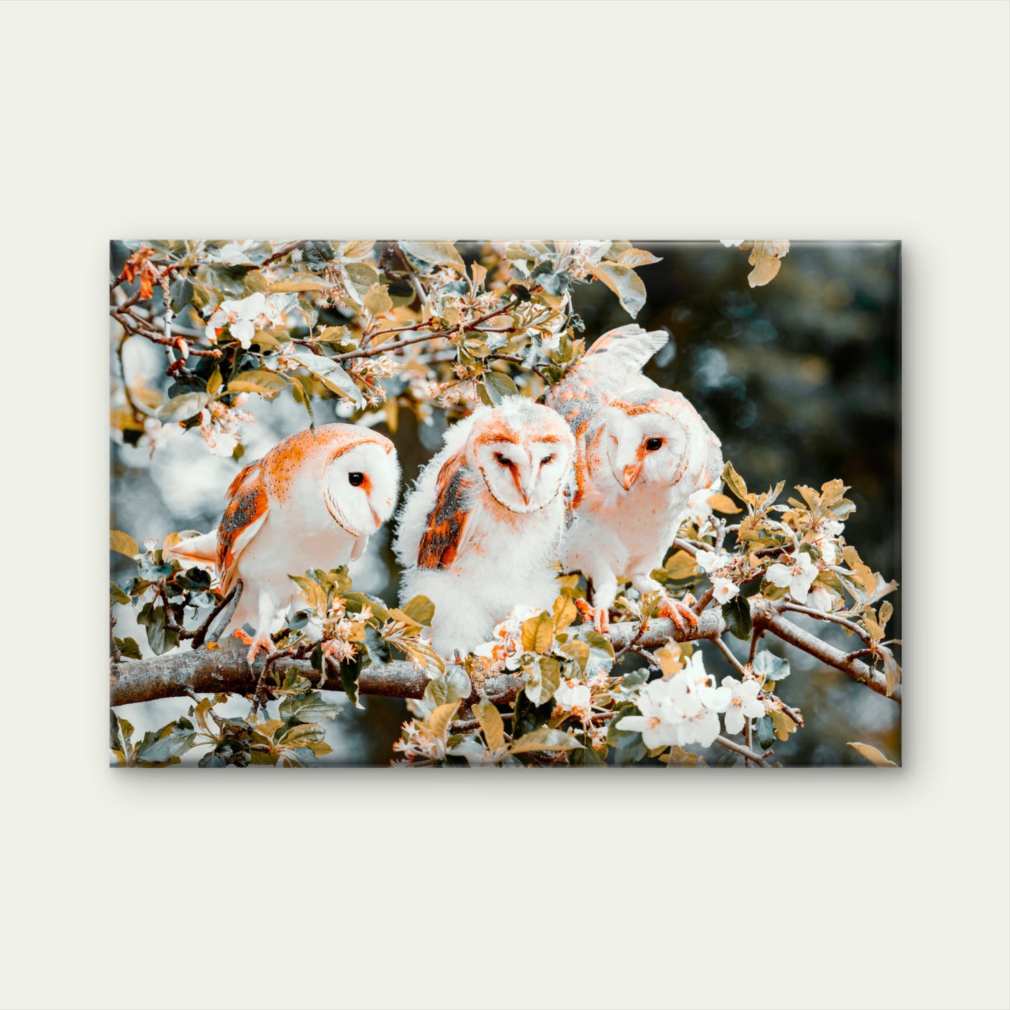 Majestic Barn Owls Perched on a Flowering Branch Wall Art Decor 100% Australian Made