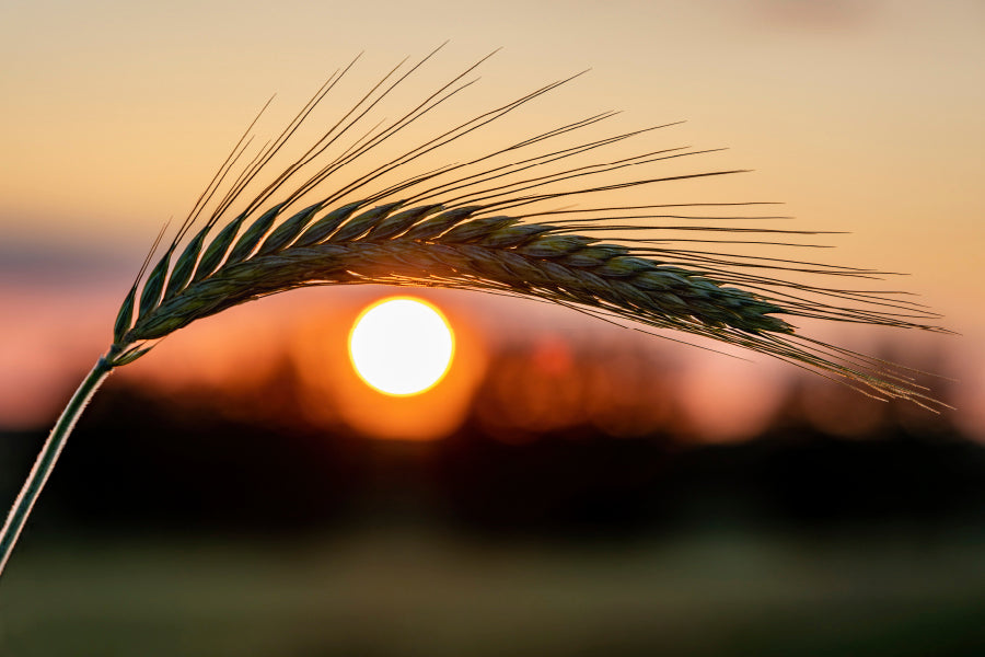 Barley Ear On a Background of a Disk of The Setting Sun Wall Art Decor 100% Australian Made