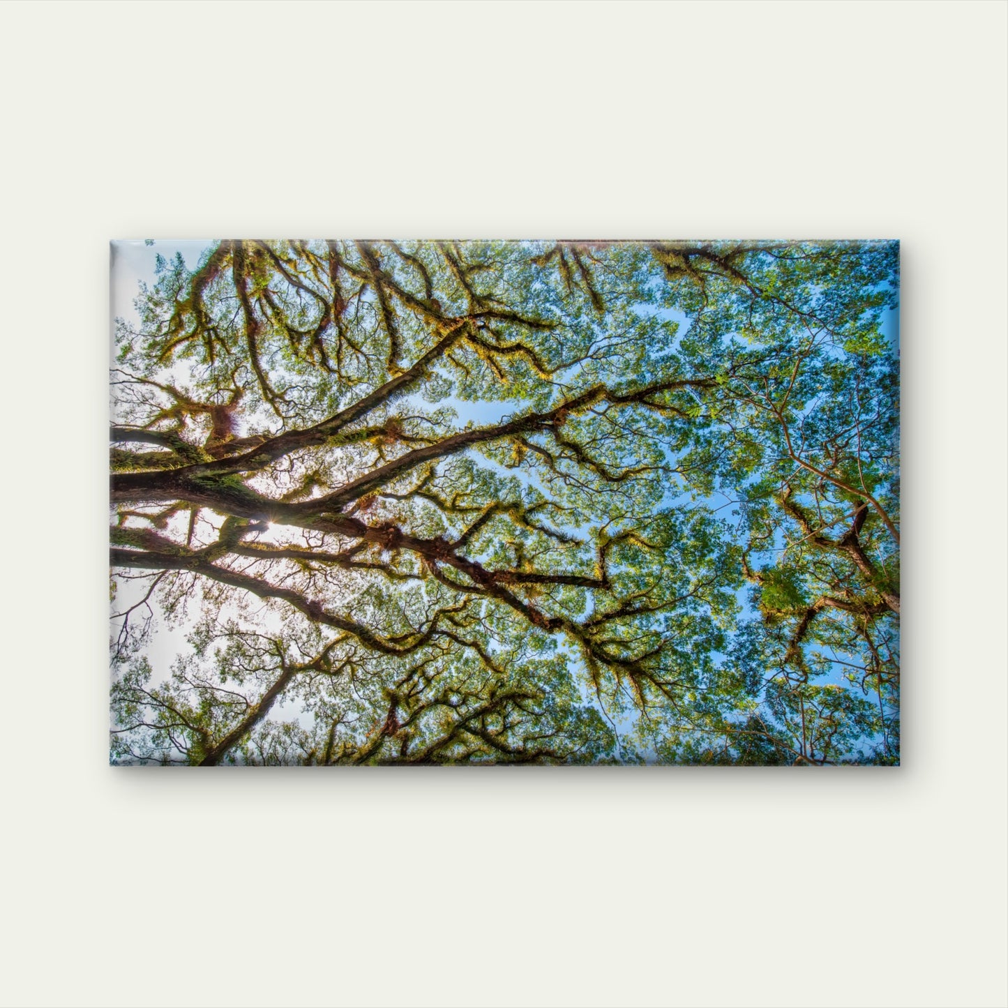 Tree Branches Daintree National Park Australia Wall Art Decor 100% Australian Made