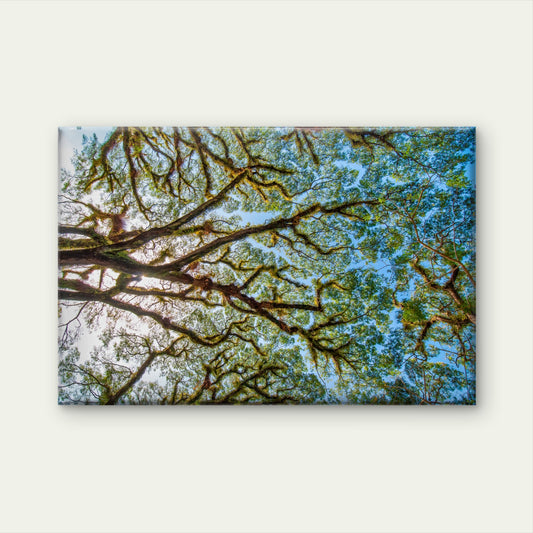 Tree Branches Daintree National Park Australia Wall Art Decor 100% Australian Made