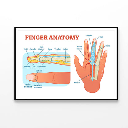 Finger Anatomy Medical Vector Home Decor Premium Quality Poster Print Choose Your Sizes