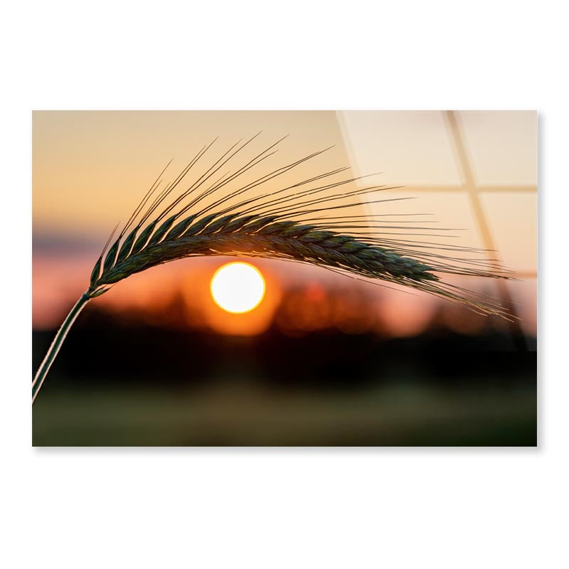 Barley Ear On a Background of a Disk of The Setting Sun Acrylic Glass Print Tempered Glass Wall Art 100% Made in Australia Ready to Hang