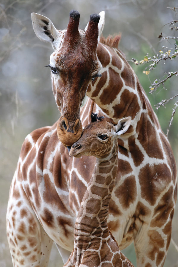 Closeup Of Cute Reticulated Giraffe Baby with Parent Home Decor Premium Quality Poster Print Choose Your Sizes