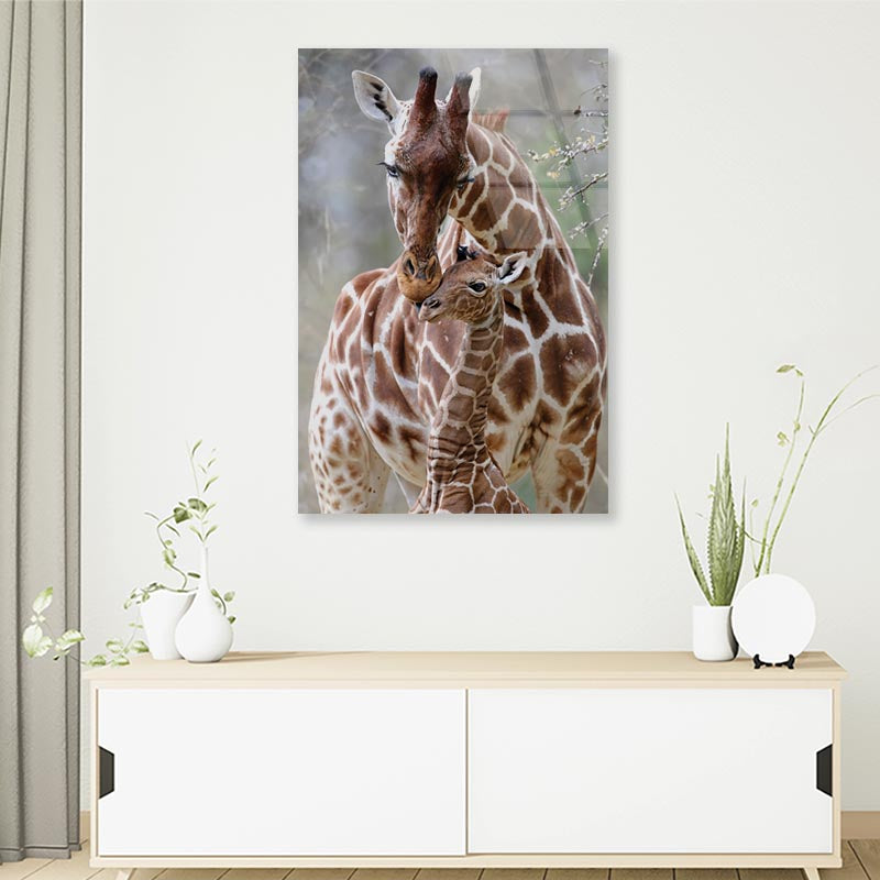 Closeup Of Cute Reticulated Giraffe Baby with Parent Portrait Photograph Acrylic Glass Print Tempered Glass Wall Art 100% Made in Australia Ready to Hang