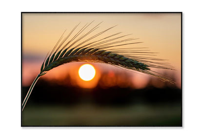 Barley Ear On a Background of a Disk of The Setting Sun Home Decor Premium Quality Poster Print Choose Your Sizes