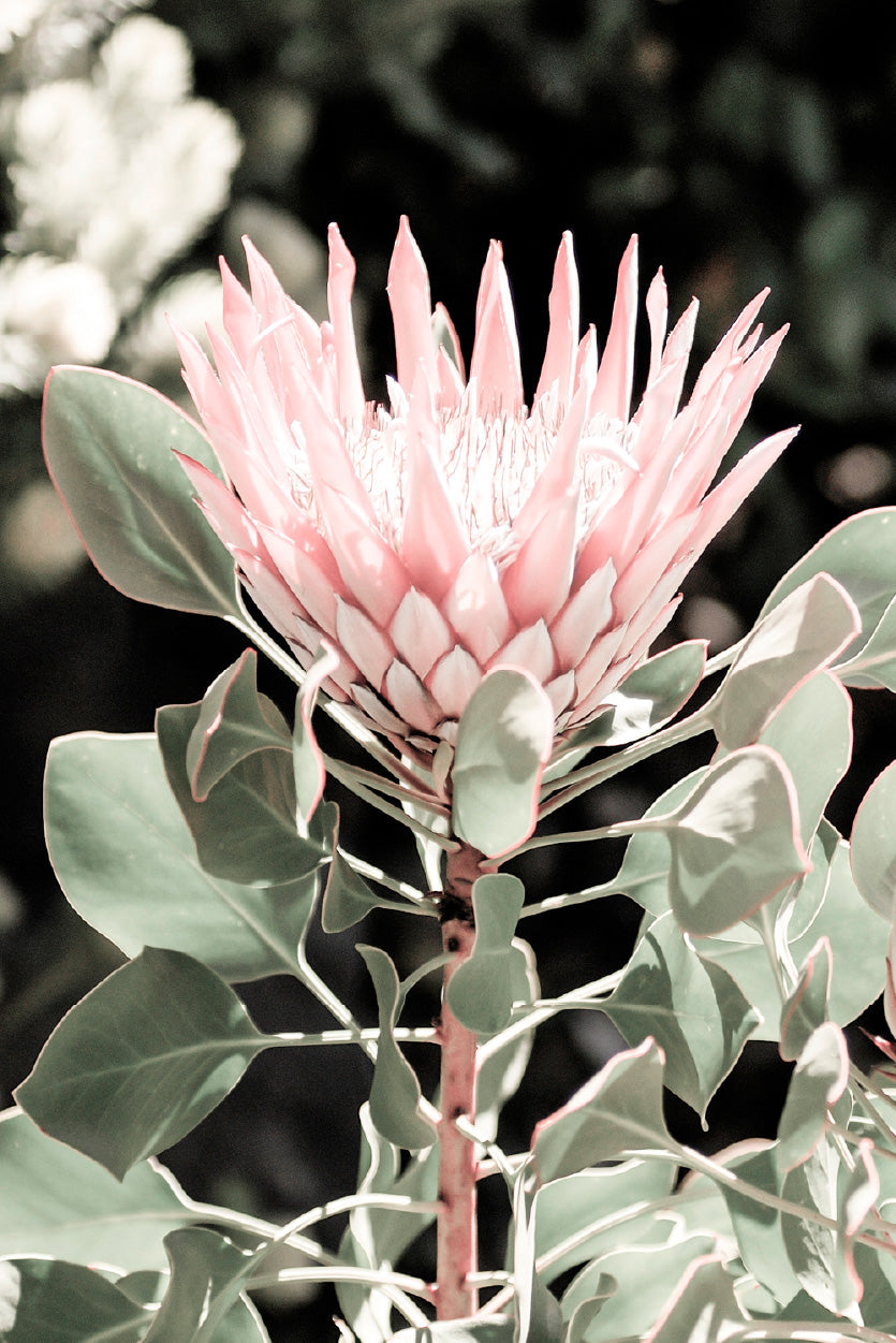 Protea Flower & Plant Closeup Photograph Glass Framed Wall Art, Ready to Hang Quality Print