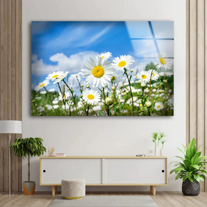 White Daisy Field View UV Direct Aluminum Print Australian Made Quality