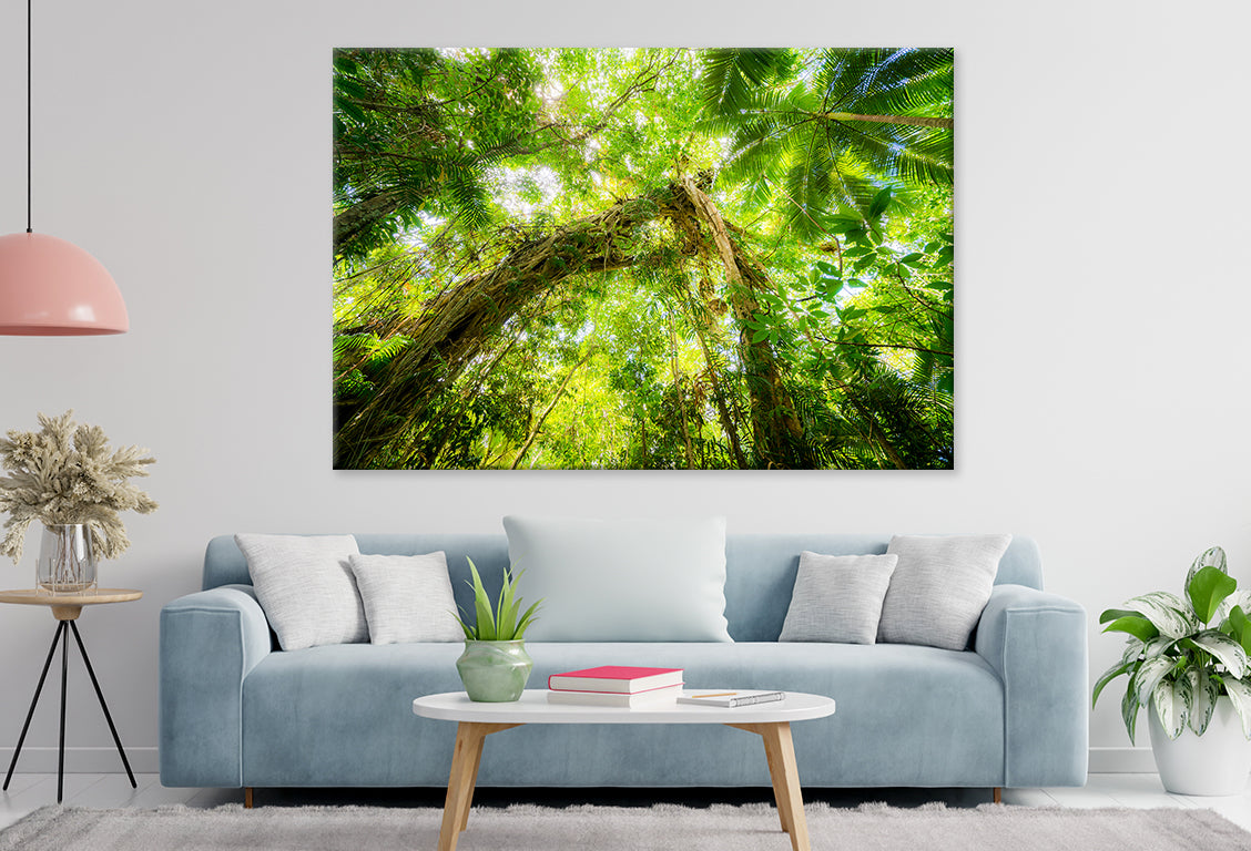Lush tropical canopies framing vibrant wilderness landscapes near Cairns, Australia Wall Art Decor 100% Australian Made