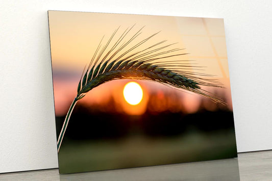 Barley Ear On a Background of a Disk of The Setting Sun Acrylic Glass Print Tempered Glass Wall Art 100% Made in Australia Ready to Hang