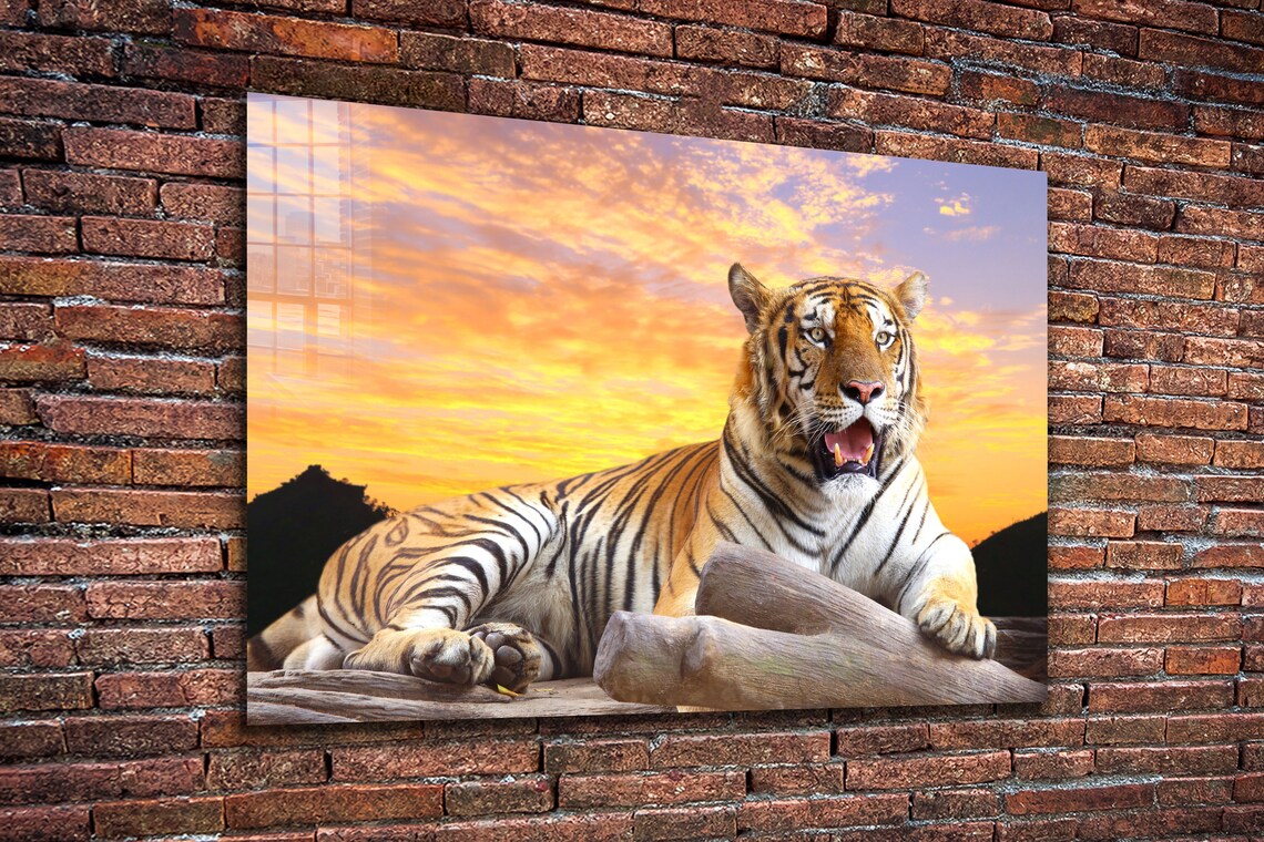 Tiger Sunset Sky View UV Direct Aluminum Print Australian Made Quality