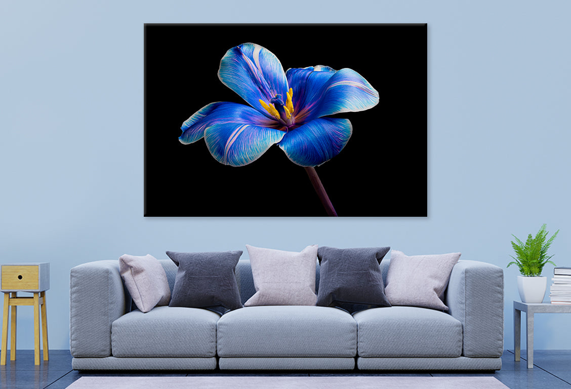 Multicolor Tulip on BlackWall Art Decor 100% Australian Made