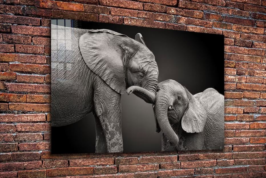 Elephant Baby B&W View UV Direct Aluminum Print Australian Made Quality