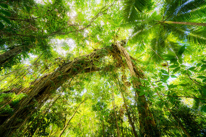 Lush tropical canopies framing vibrant wilderness landscapes near Cairns, Australia Wall Art Decor 100% Australian Made