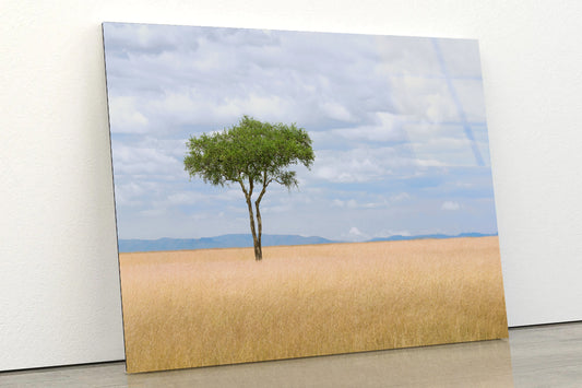 A Single Tree in an Open Field with a Blue Sky Acrylic Glass Print Tempered Glass Wall Art 100% Made in Australia Ready to Hang