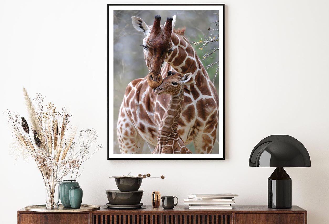 Closeup Of Cute Reticulated Giraffe Baby with Parent Home Decor Premium Quality Poster Print Choose Your Sizes