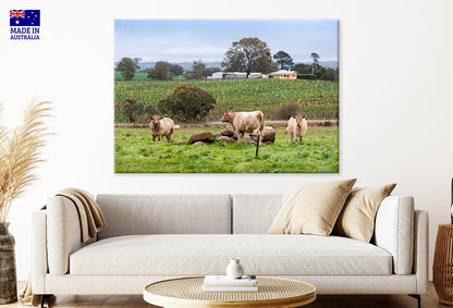 Cows and Vineyards Barossa Valley South Australia Wall Art Decor 100% Australian Made