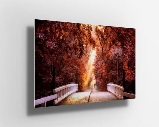 Autumn orange trees forest with path UV Direct Aluminum Print Australian Made Quality