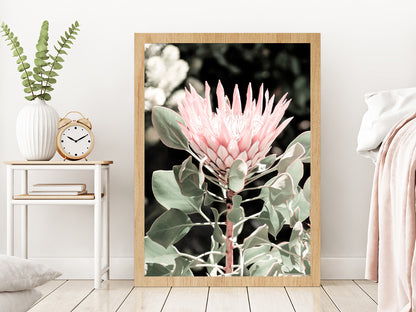 Protea Flower & Plant Closeup Photograph Glass Framed Wall Art, Ready to Hang Quality Print Without White Border Oak