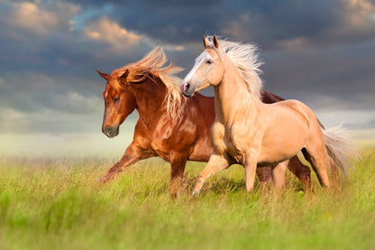 Horses Running in A Field with A Cloudy Sky Wall Art Decor 100% Australian Made