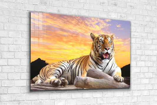 Tiger Sunset Sky View UV Direct Aluminum Print Australian Made Quality