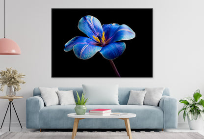 Multicolor Tulip on BlackWall Art Decor 100% Australian Made