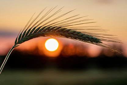 Barley Ear On a Background of a Disk of The Setting Sun Acrylic Glass Print Tempered Glass Wall Art 100% Made in Australia Ready to Hang