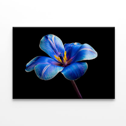 Multicolor Tulip on BlackWall Art Decor 100% Australian Made