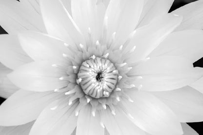 Water lily B&W View Photograph 90x60cm Print 100% Australian Made