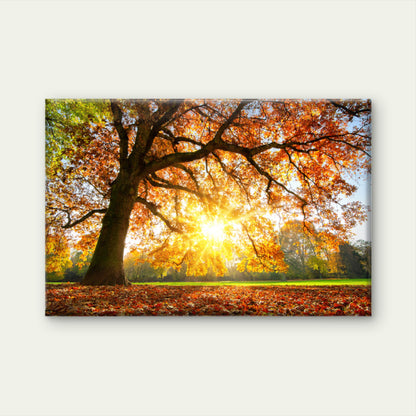 Autumn Tree with Sunshine Photograph Print 100% Australian Made