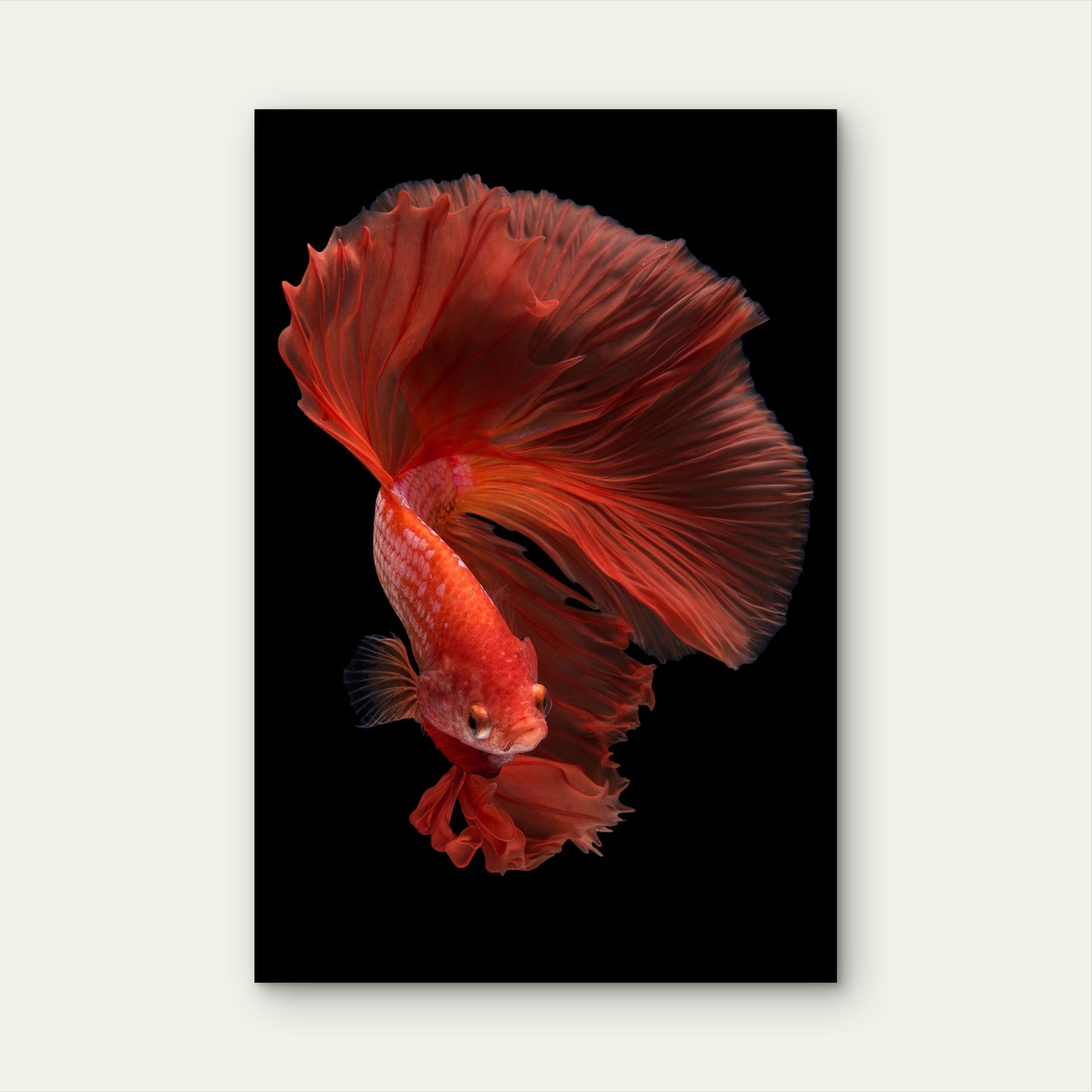 Halfmoon Betta Fish 60x90cm Metal Print Ready to Hang
