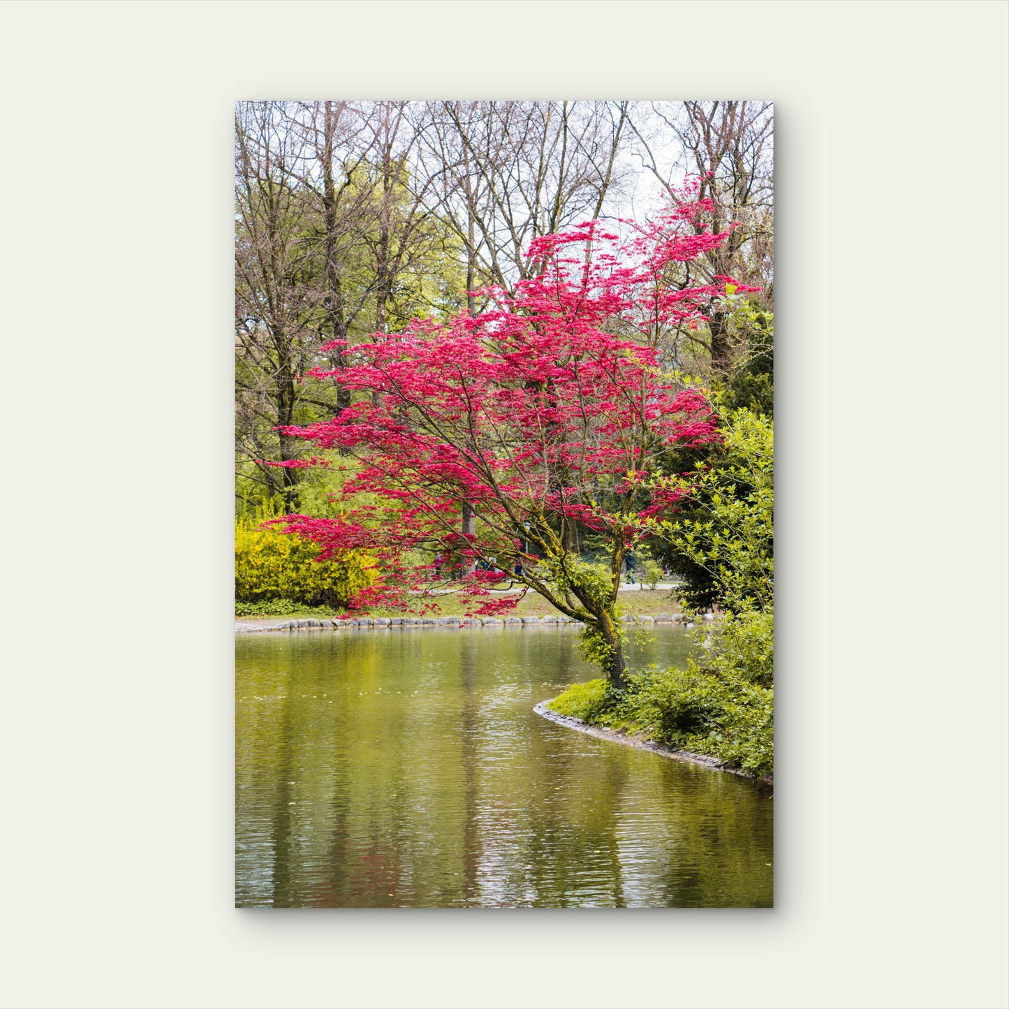 Cherry Tree Planted By River 60x90cm Metal Print Ready to Hang