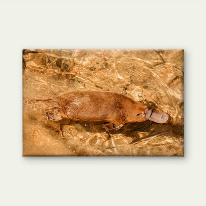 Platypus Tasmania Stream Wall Art Decor 100% Australian Made