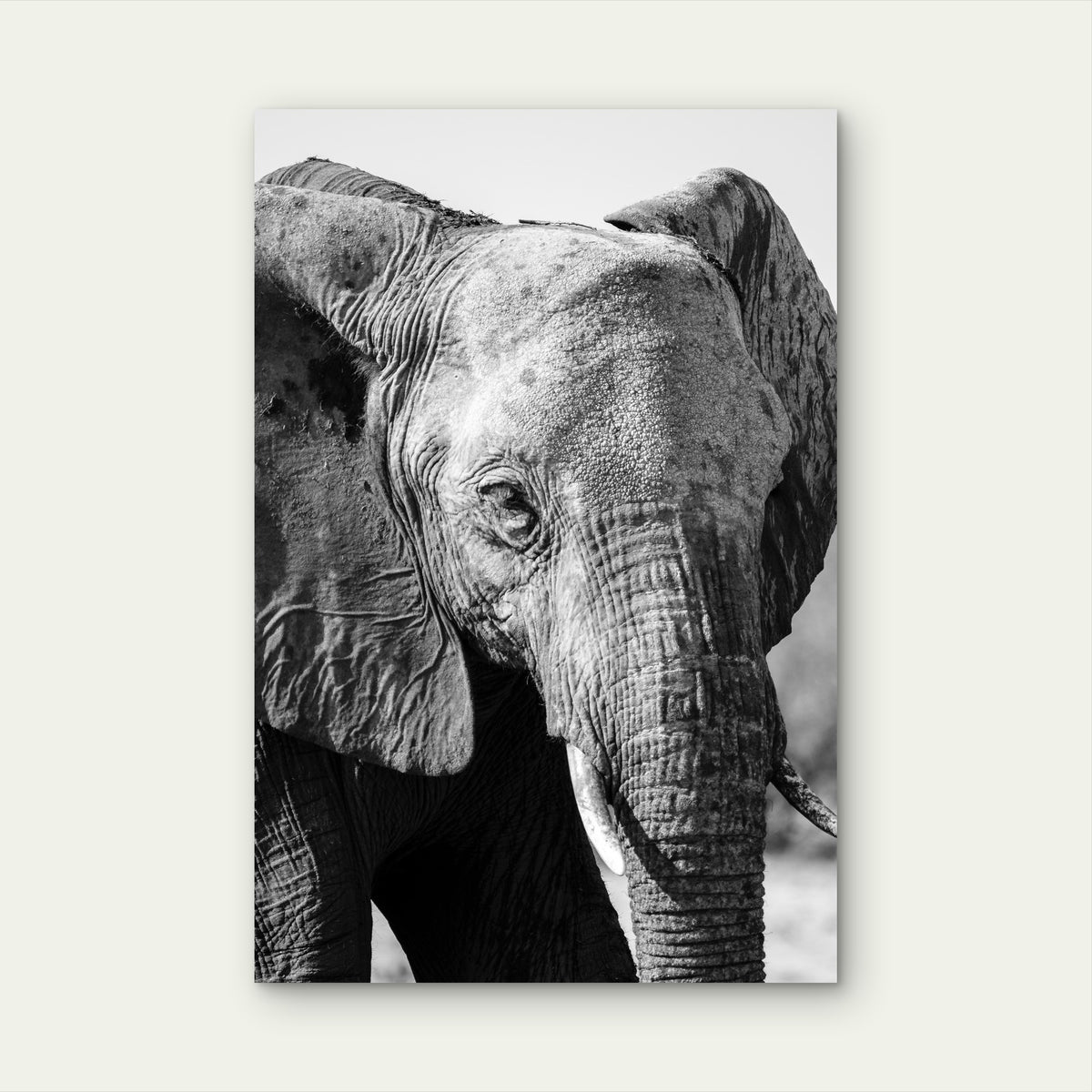 Close Up Elephant Illustration 40x60cm Metal Print Ready to Hang