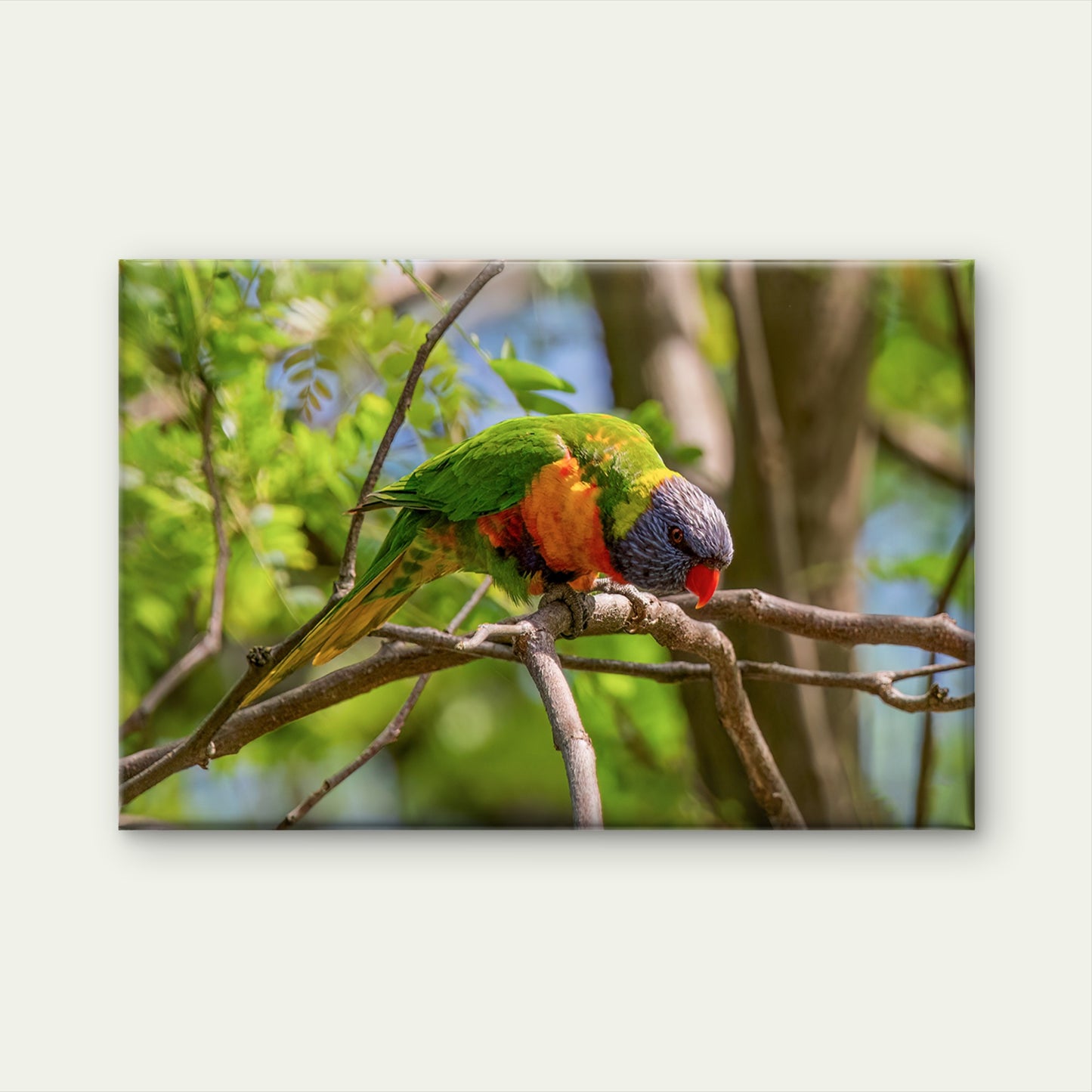 Cute Rainbow Lorikeet Australia Wall Art Decor 100% Australian Made