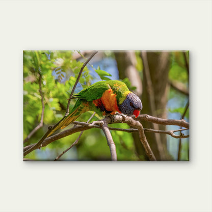 Cute Rainbow Lorikeet Australia Wall Art Decor 100% Australian Made