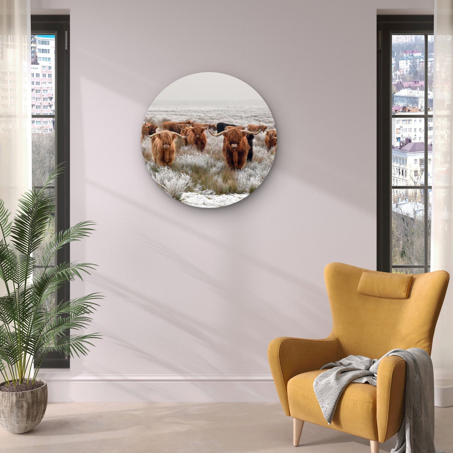Highland Cow herd  Acrylic Glass Rounded Print Tempered Glass Wall Art 100% Made in Australia Ready to Hang