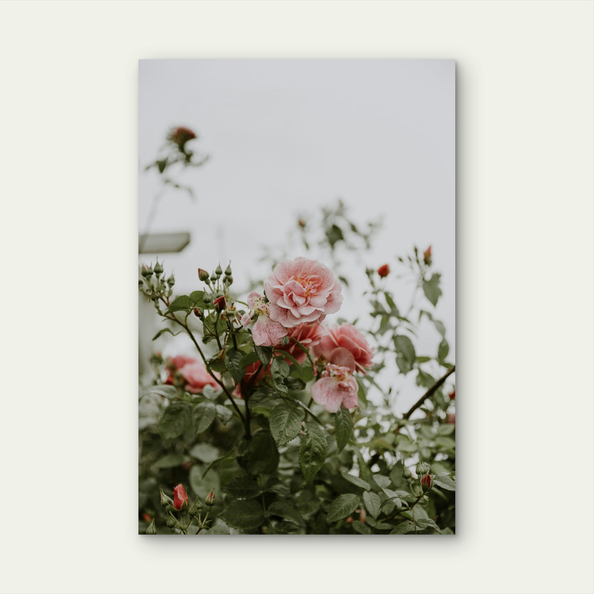 Close-Up of Pink Garden Roses in Bloom 60x90cm Metal Print Ready to Hang