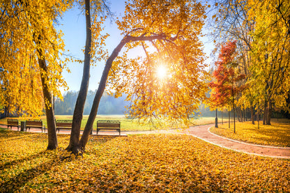 Autumn Trees In Tsaritsyno Park Glass Framed Wall Art, Ready to Hang Quality Print