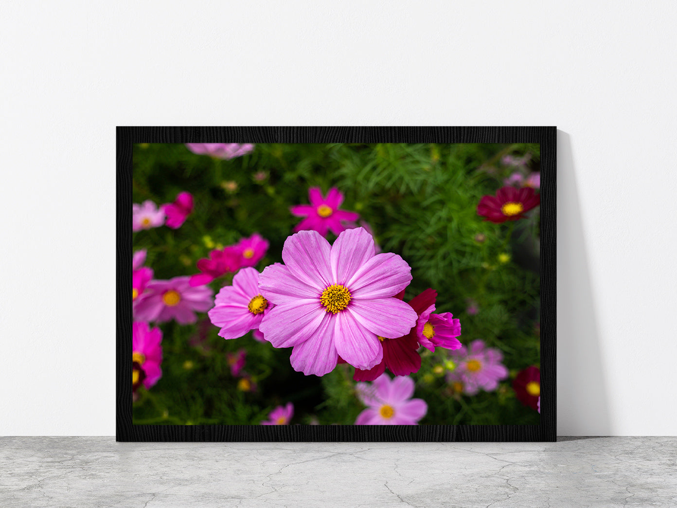 Cosmos Flowers Blooming In Garden Glass Framed Wall Art, Ready to Hang Quality Print Without White Border Black