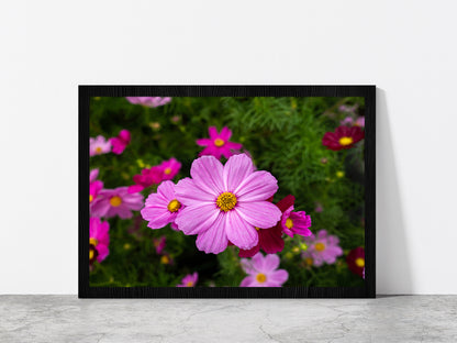 Cosmos Flowers Blooming In Garden Glass Framed Wall Art, Ready to Hang Quality Print Without White Border Black