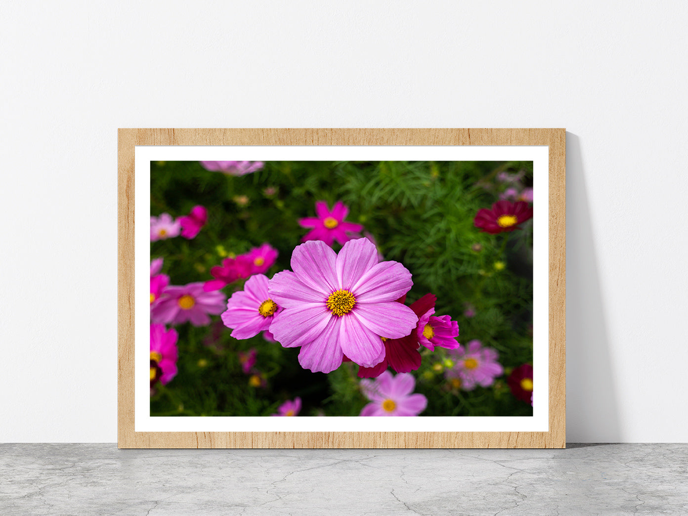 Cosmos Flowers Blooming In Garden Glass Framed Wall Art, Ready to Hang Quality Print With White Border Oak