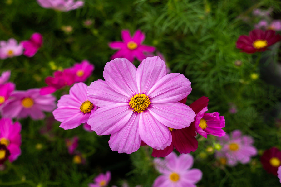 Cosmos Flowers Blooming In Garden Glass Framed Wall Art, Ready to Hang Quality Print