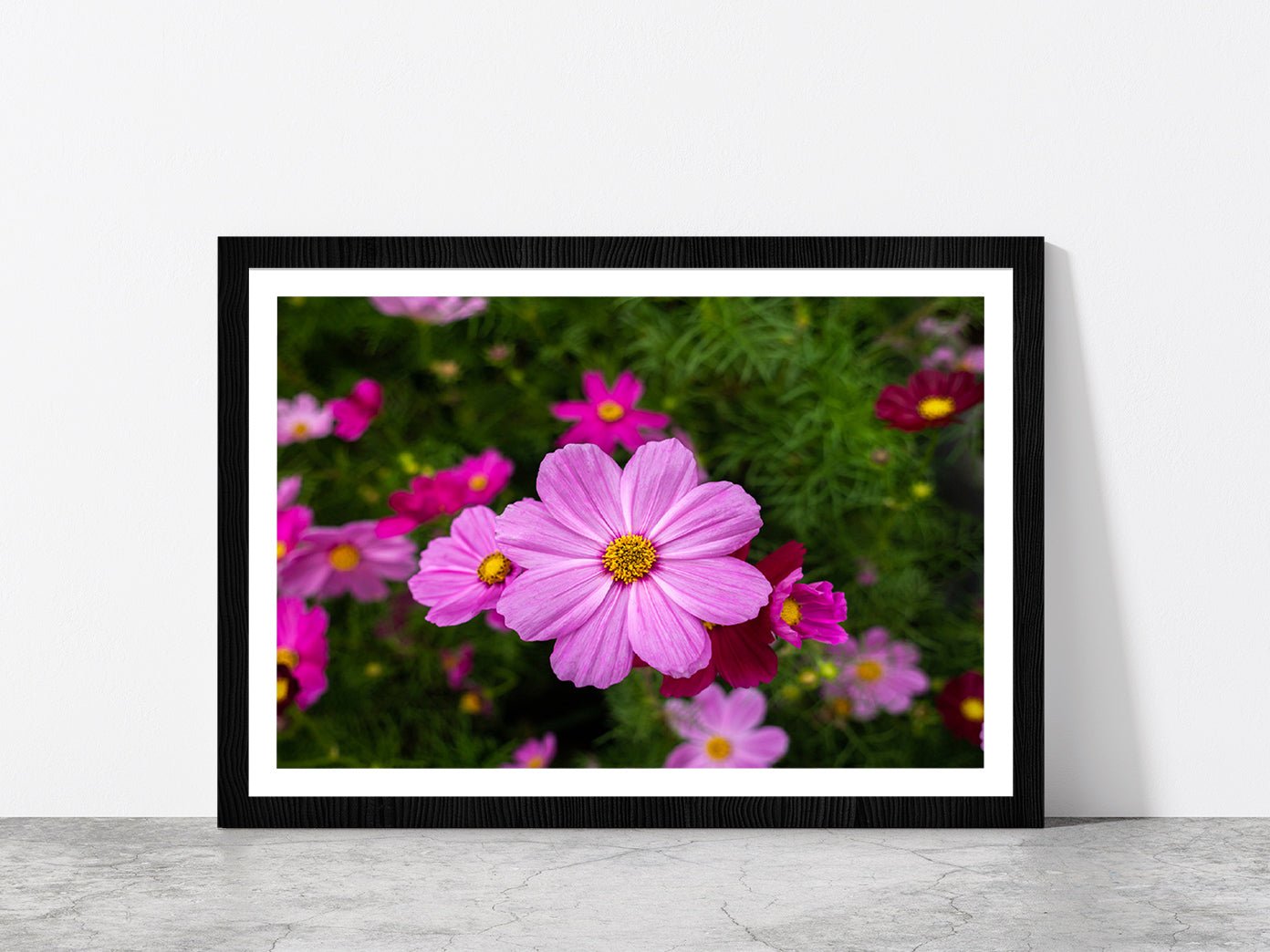Cosmos Flowers Blooming In Garden Glass Framed Wall Art, Ready to Hang Quality Print With White Border Black