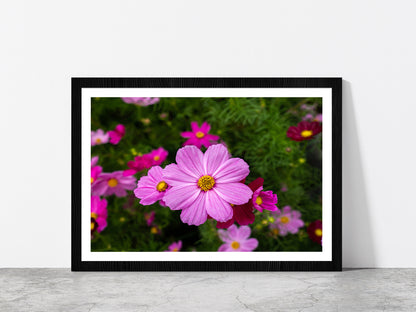 Cosmos Flowers Blooming In Garden Glass Framed Wall Art, Ready to Hang Quality Print With White Border Black