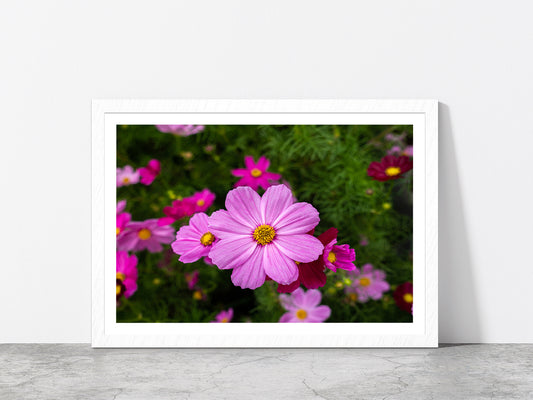 Cosmos Flowers Blooming In Garden Glass Framed Wall Art, Ready to Hang Quality Print With White Border White
