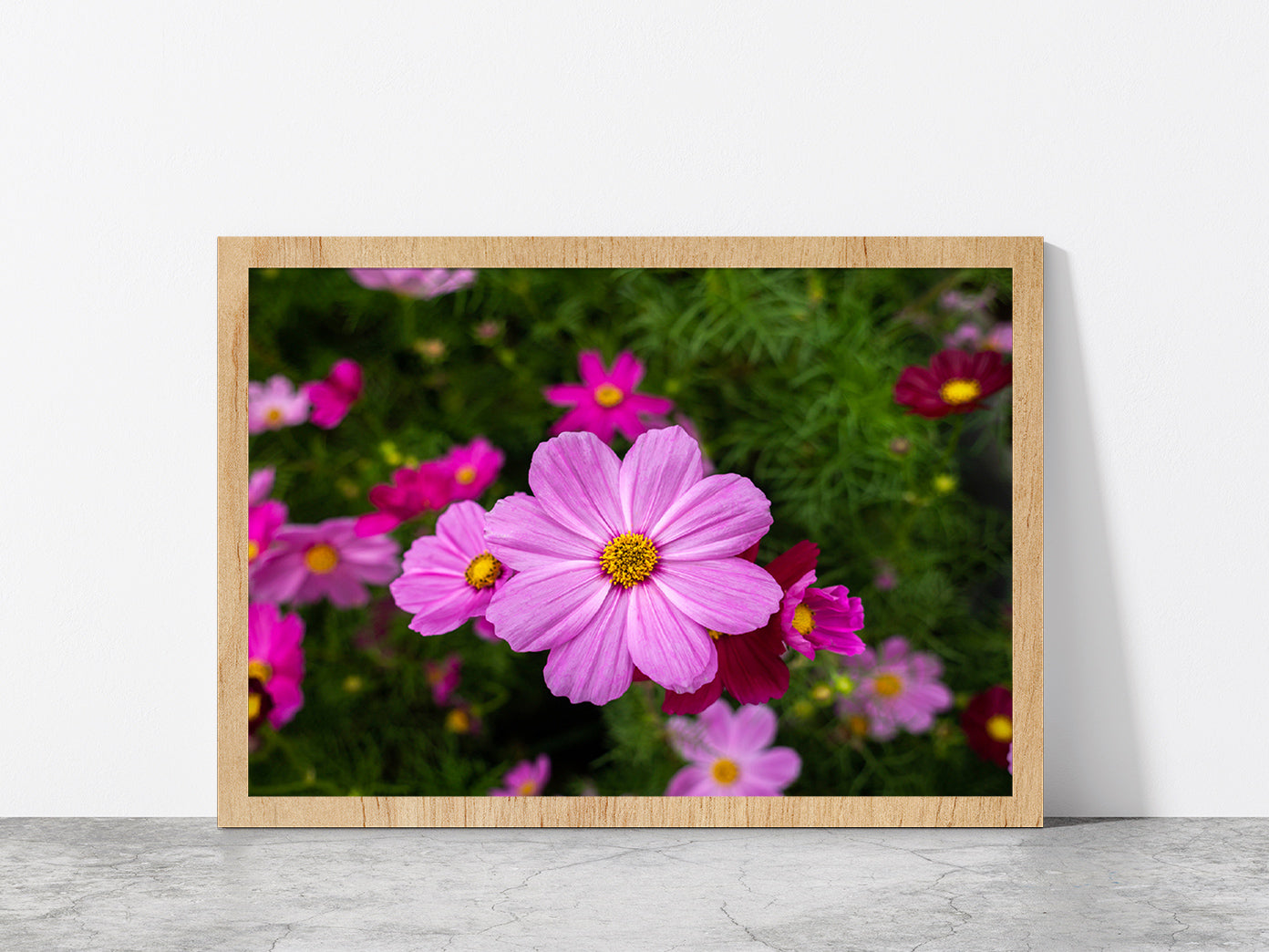 Cosmos Flowers Blooming In Garden Glass Framed Wall Art, Ready to Hang Quality Print Without White Border Oak