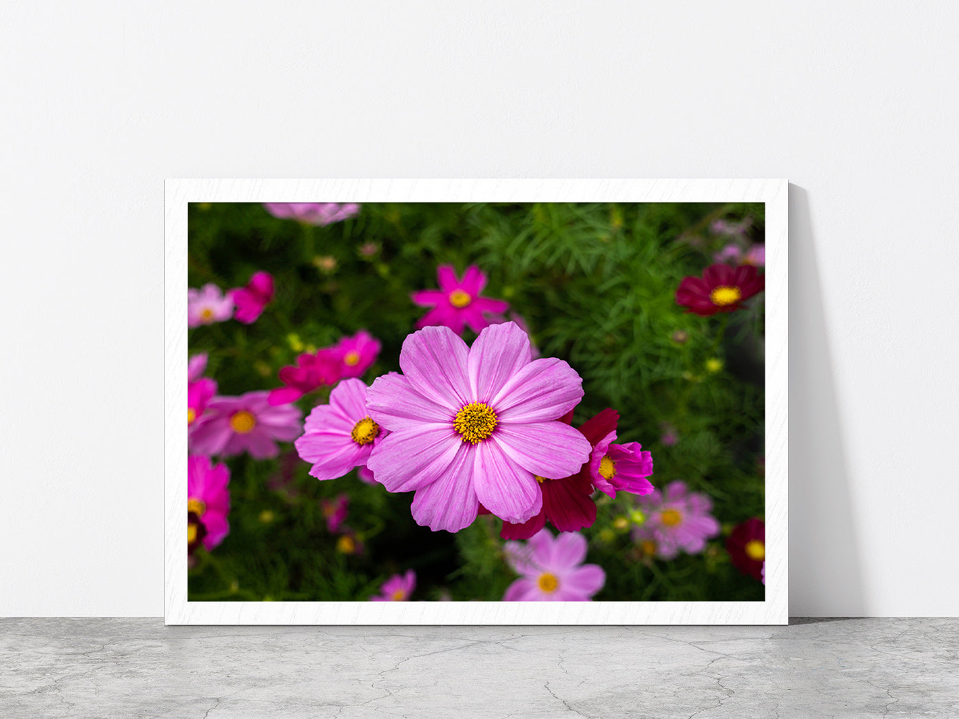 Cosmos Flowers Blooming In Garden Glass Framed Wall Art, Ready to Hang Quality Print Without White Border White
